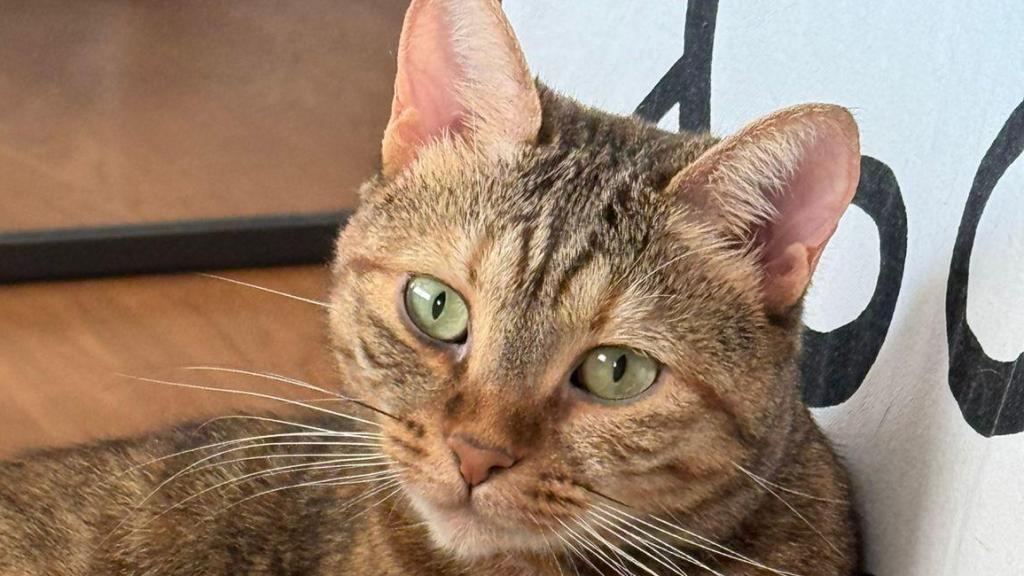 Un gato tigrado sentado en una silla.