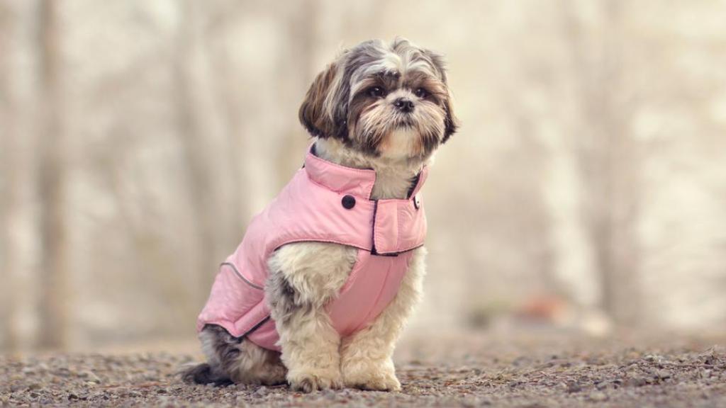 Un perro pequeño con un abrigo rosa.
