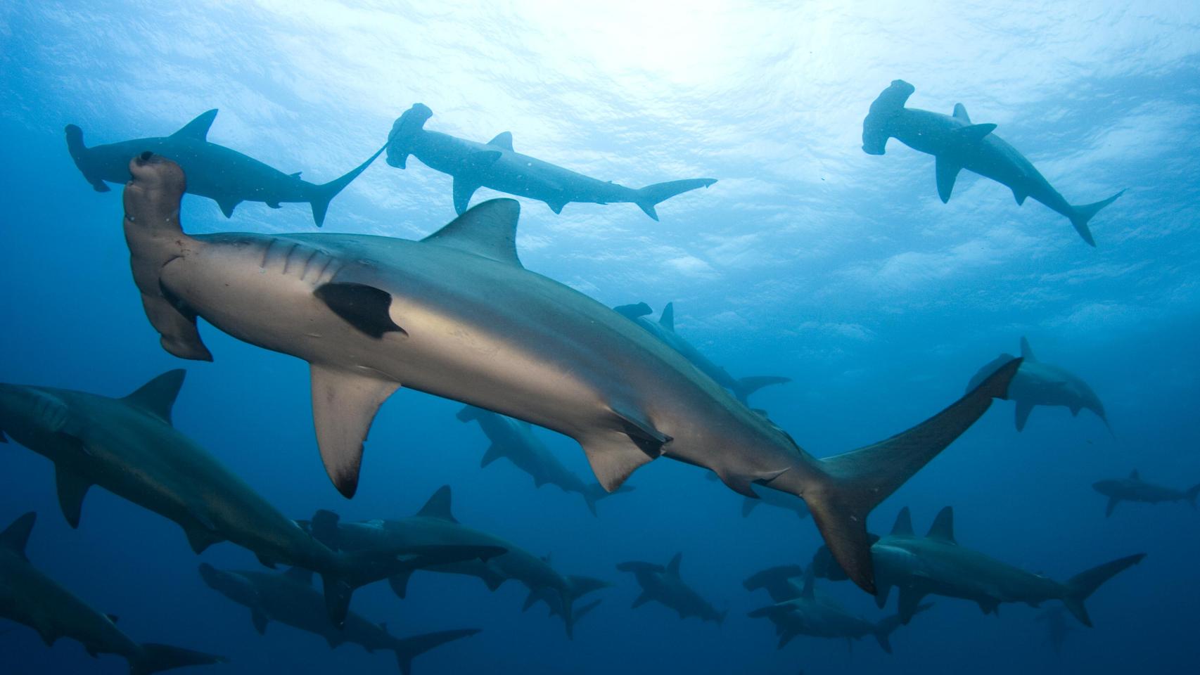 Grupo de tiburones martillo nadando en el océano.