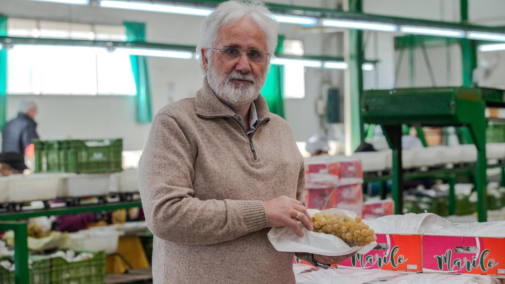 Antonio Berna, productor y distribuidor de uva embolsada del Vinalopó, posa en su empresa con una muestra de su producto.