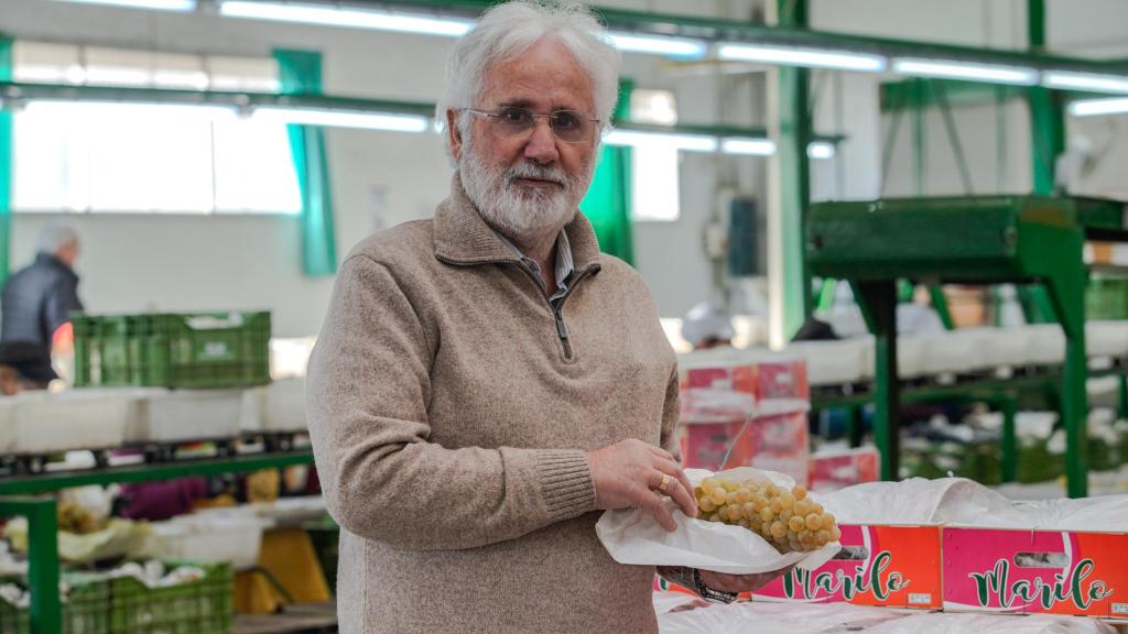 Antonio Berna, productor y distribuidor de uva embolsada del Vinalopó, posa en su empresa con una muestra de su producto.