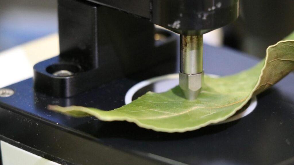 El espectroscopio analizando una hoja de nectarino