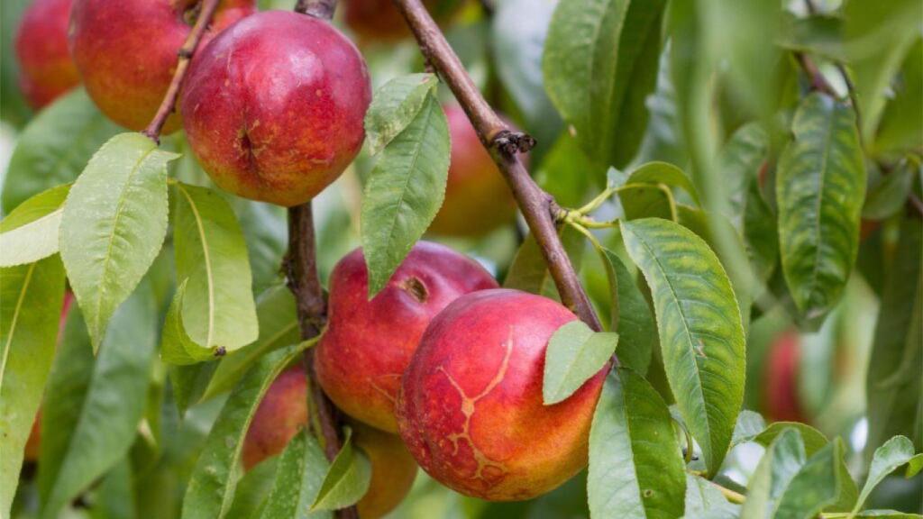 Nectarinas antes de ser recogidas
