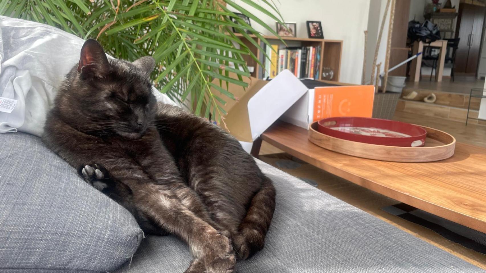 Un gato negro encima de un sofá.