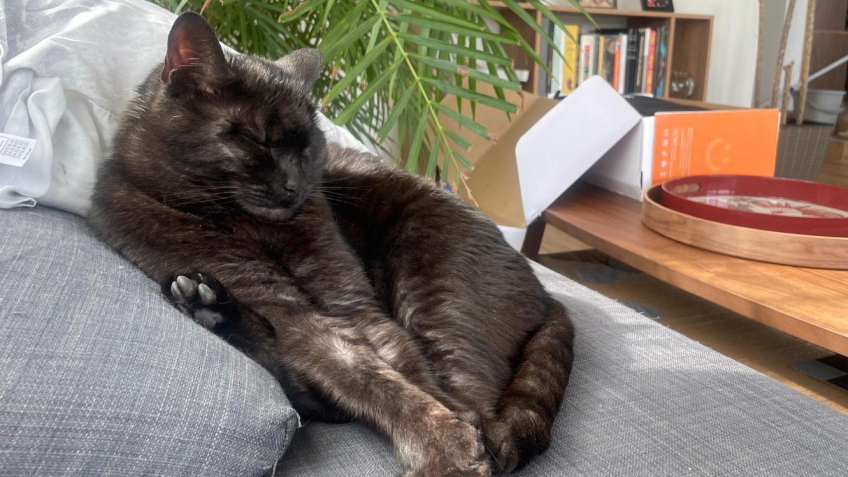 Un gato negro encima de un sofá.