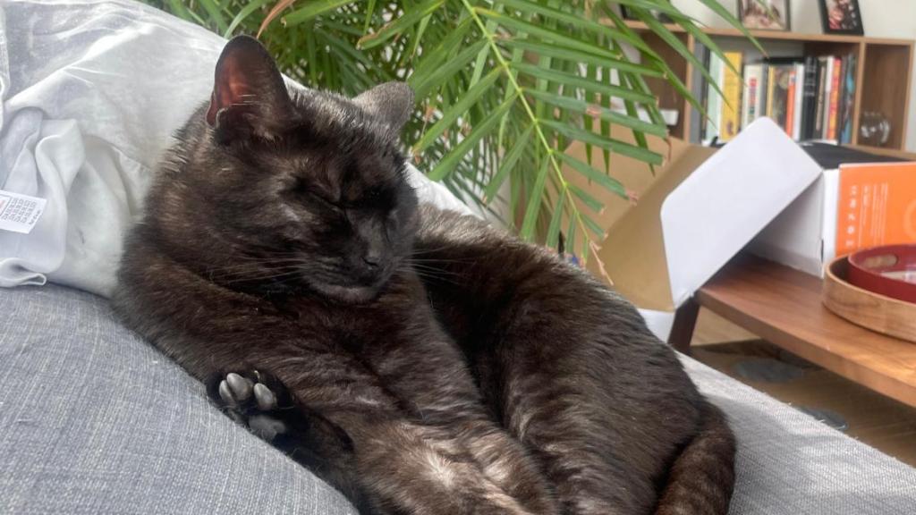 Un gato negro encima de un sofá.