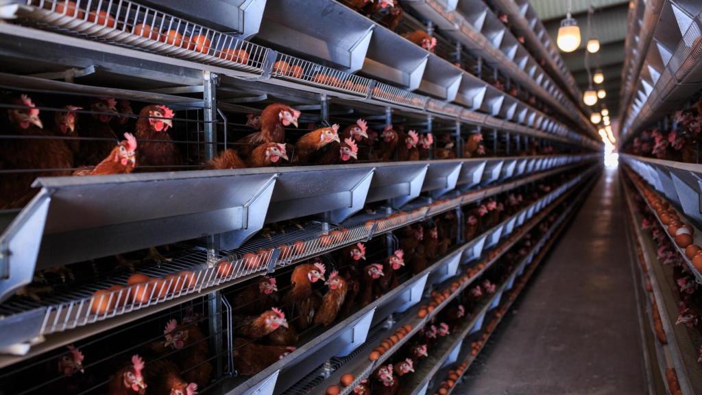 Gallinas en jaulas en una granja.