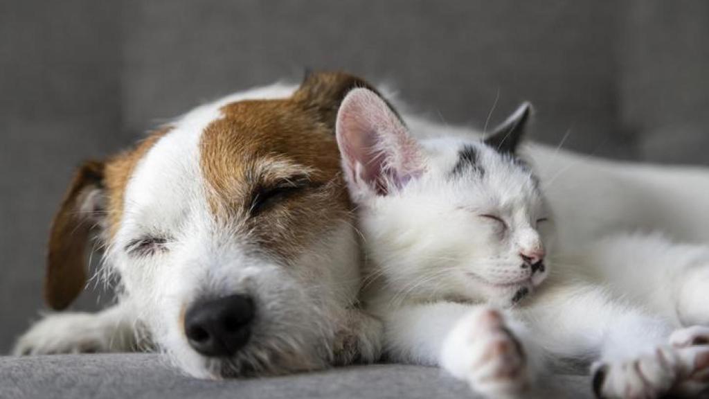 Un perro y un gato durmiendo.