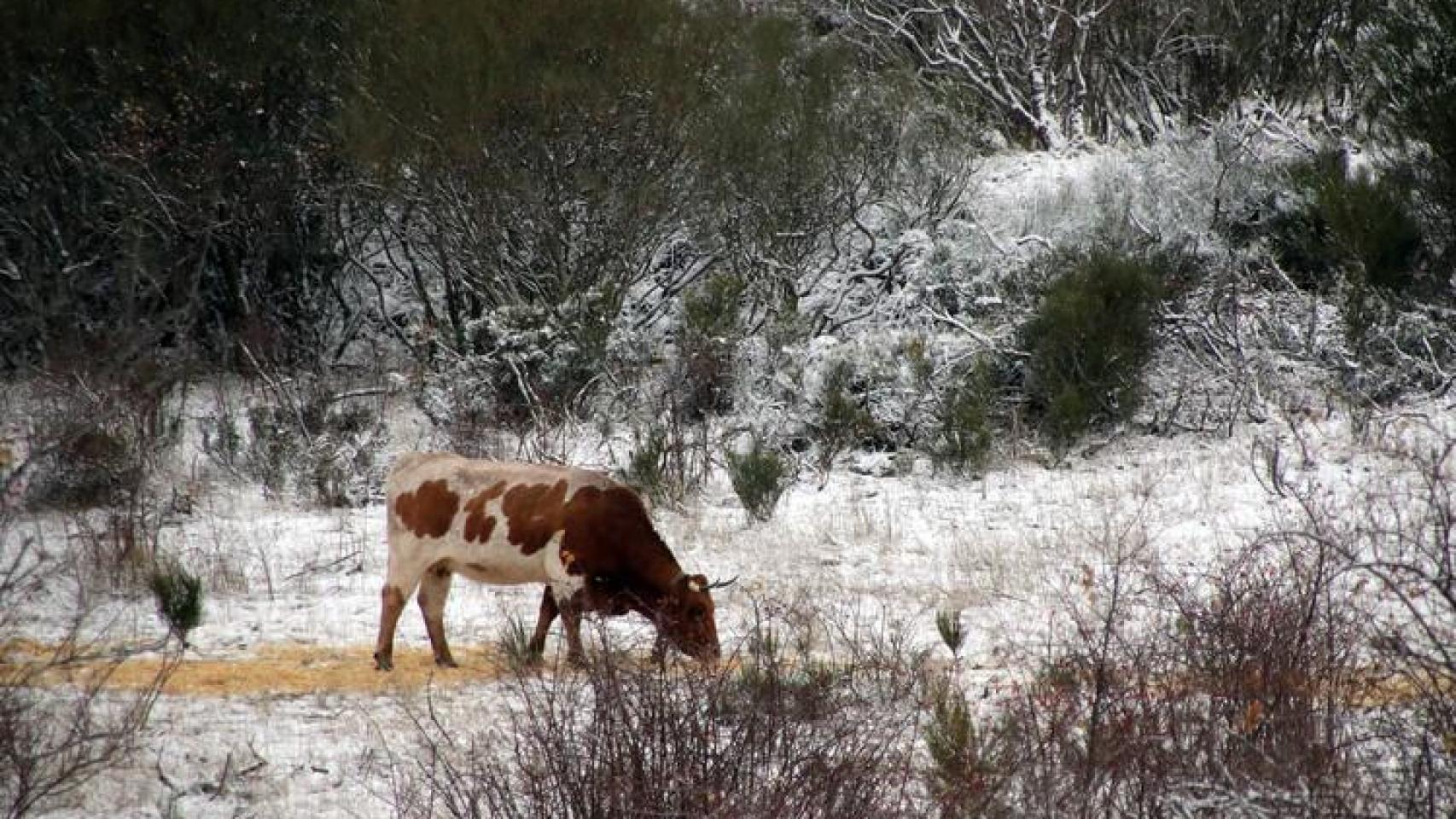 Nieve en la provincia de León
