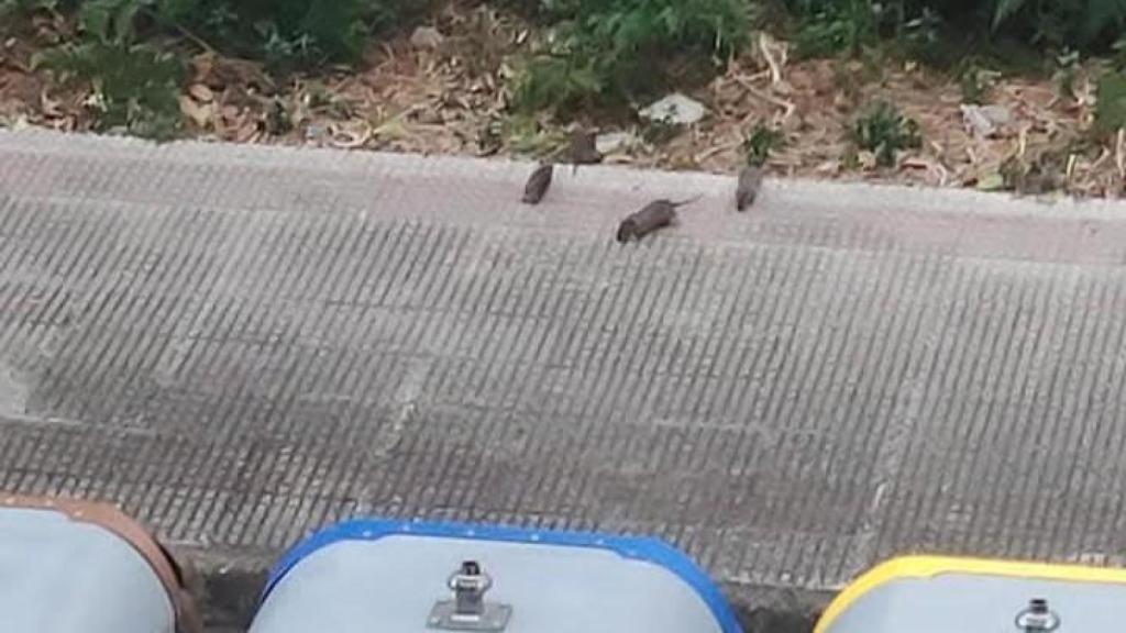 Denuncian la presencia de ratas en las calles de Meicende, en Arteixo (A Coruña)