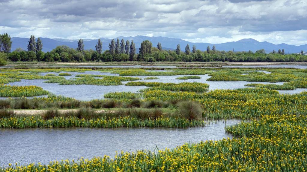 Humedal de Salburua con plantas con flores en primavera cerca de la ciudad de Vitoria.