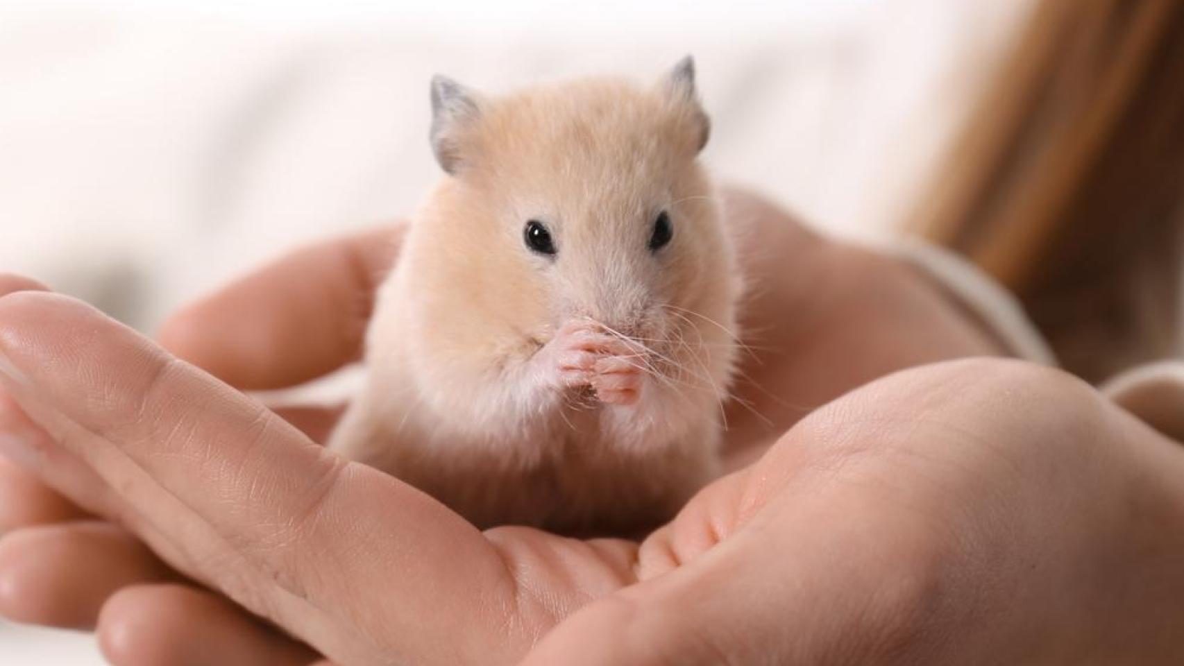 Un hámster en las manos de una mujer.