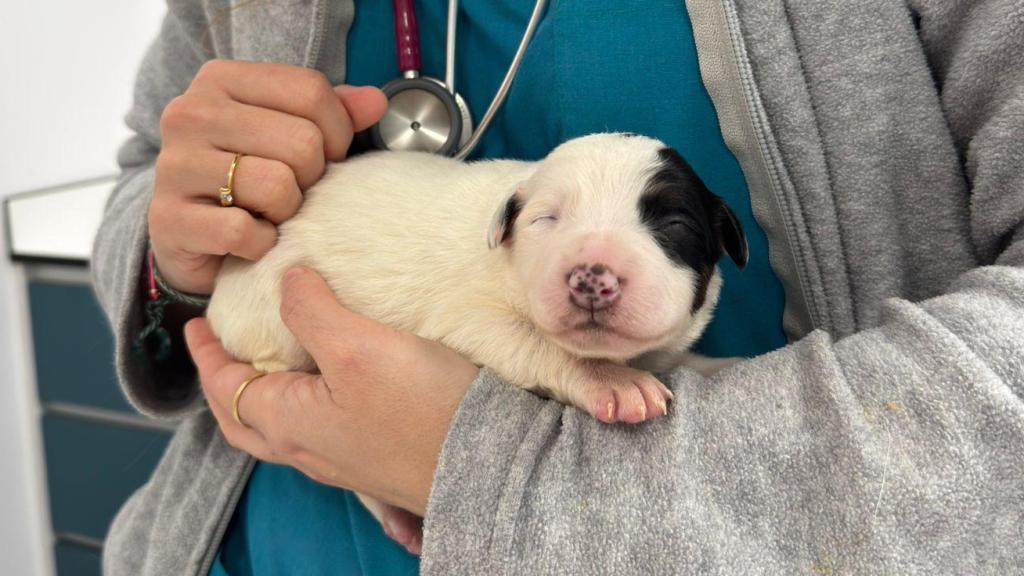 Uno de los perros rescatados, en la clínica veterinaria.