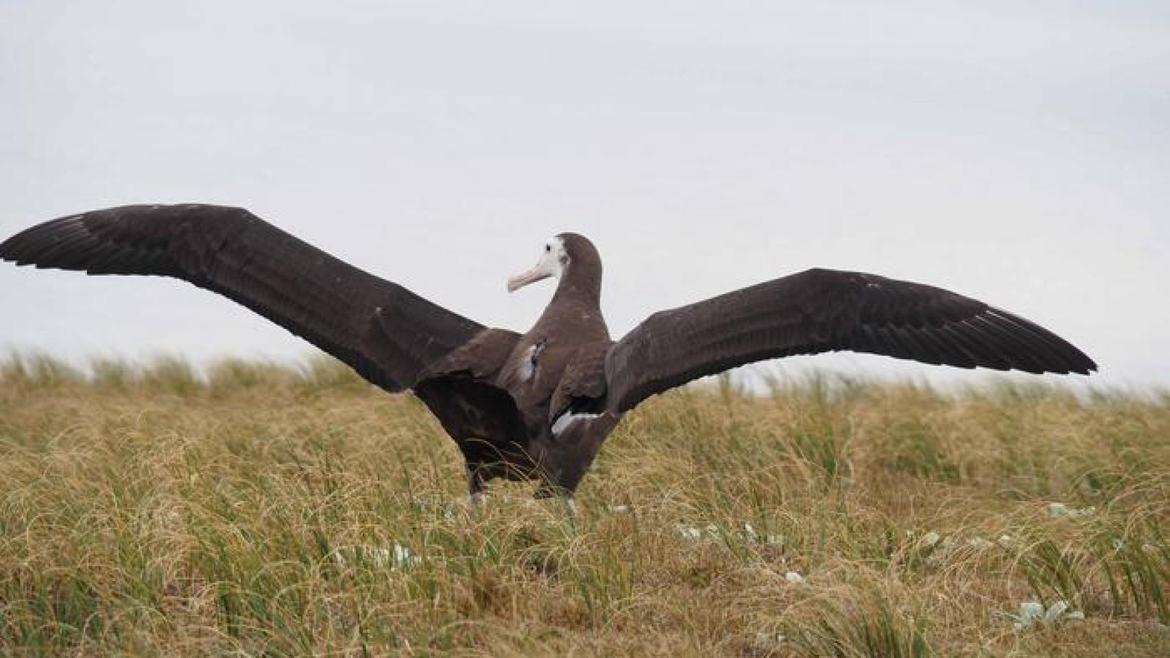 Albatros equipado con dispositivo de rastreo en la espalda.