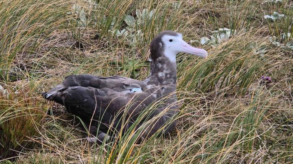 Polluelo de albatros con dispositivo de seguimiento por satélite en la espalda.