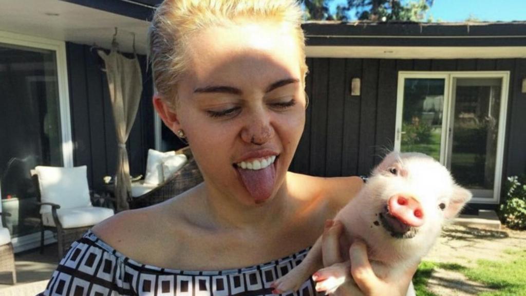 Miley Cyrus y su mascota exótica, la cerdita Pig Pig.