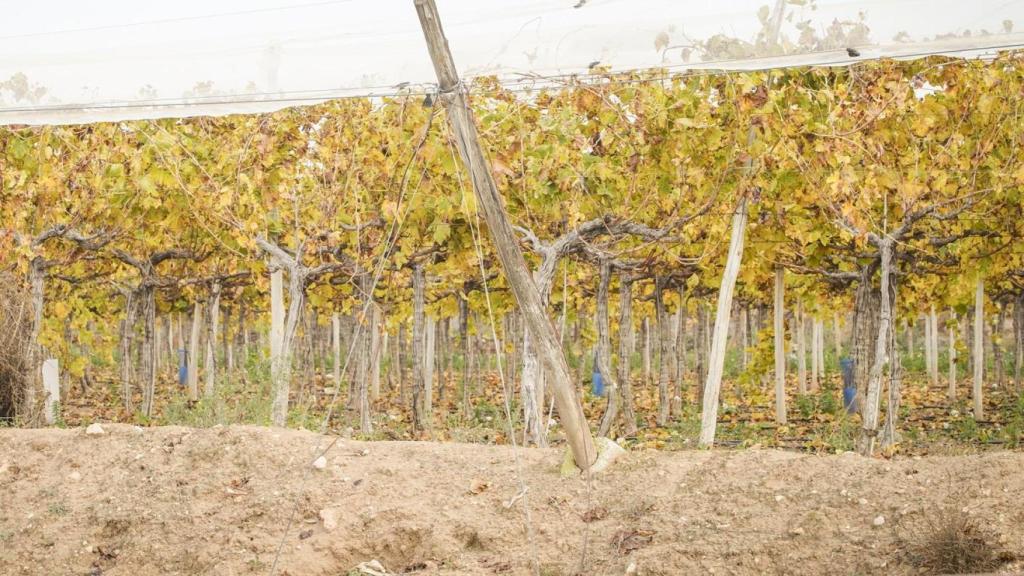Un campo de vides en Monforte del Cid.