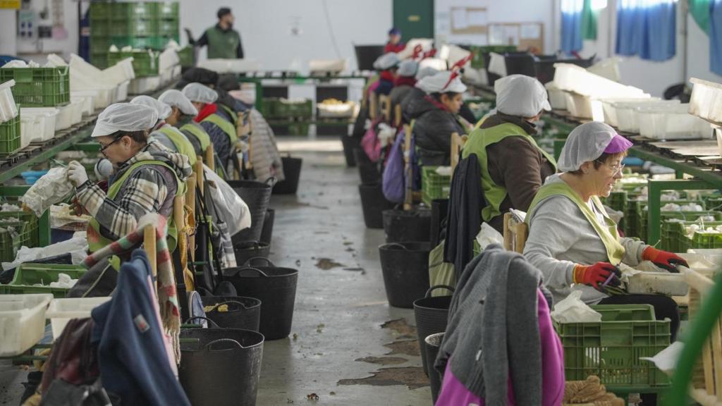 Últimos trabajos en Monforte del Cid para poner la uva de mesa en las mesas españolas esta Nochevieja.