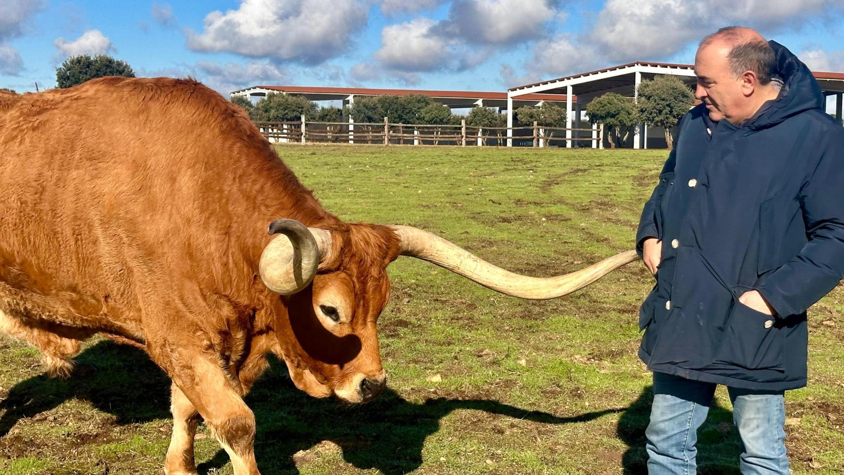 José Gordón con uno de sus bueyes de El Capricho.