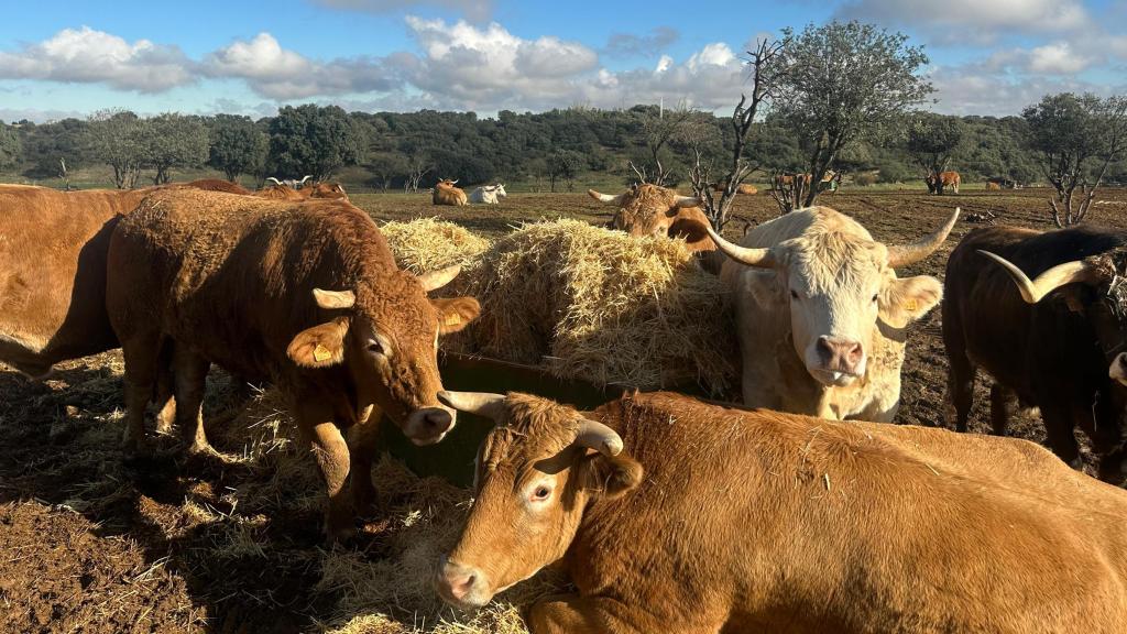 Algunos de los bueyes de El Capricho.