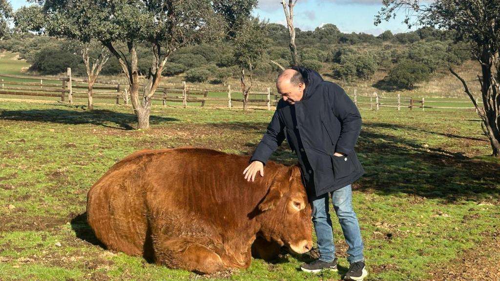 José Gordón con uno de sus bueyes.