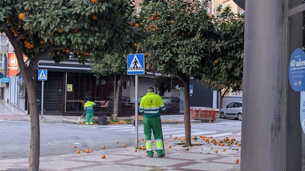 Un operario recogiendo naranjas.