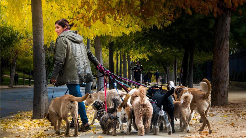Las mañanas de Eva transcurren en el campo, donde sus perros disfrutan de socialización real y ejercicio de calidad.