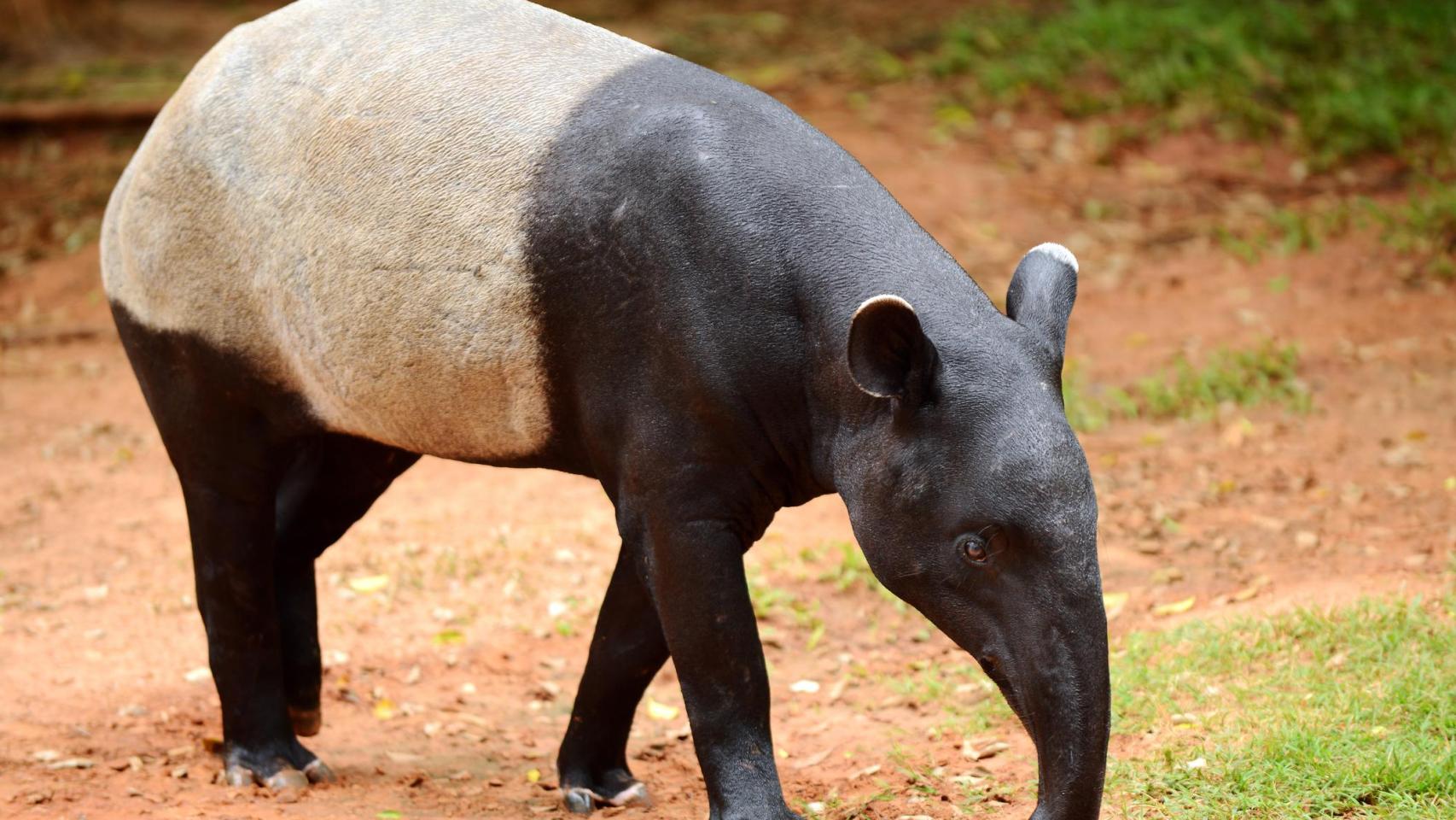 Ejemplar de tapir malayo.