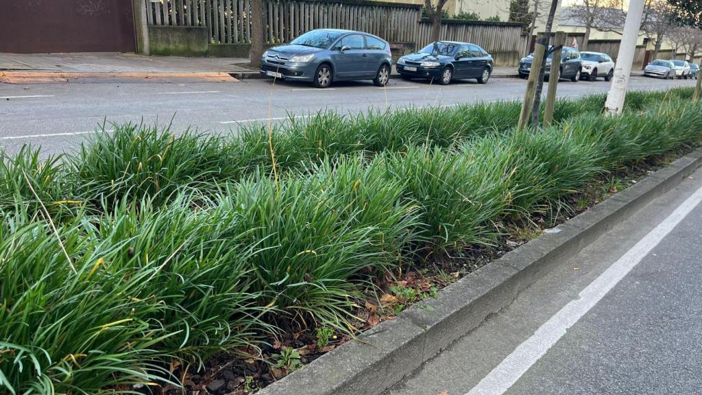 Planta en la mediana de Manuel Murguía