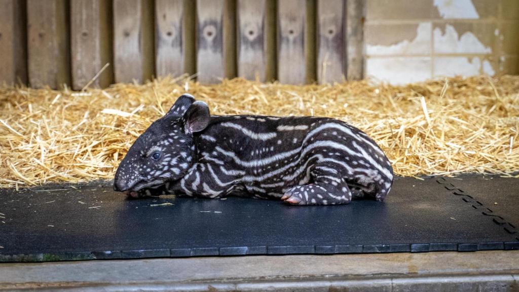 Cría de tapir malayo.