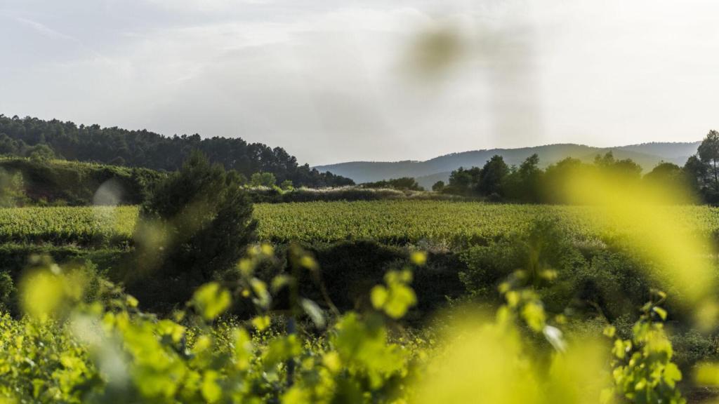 Viñedos del Penedés, el origen de todo.