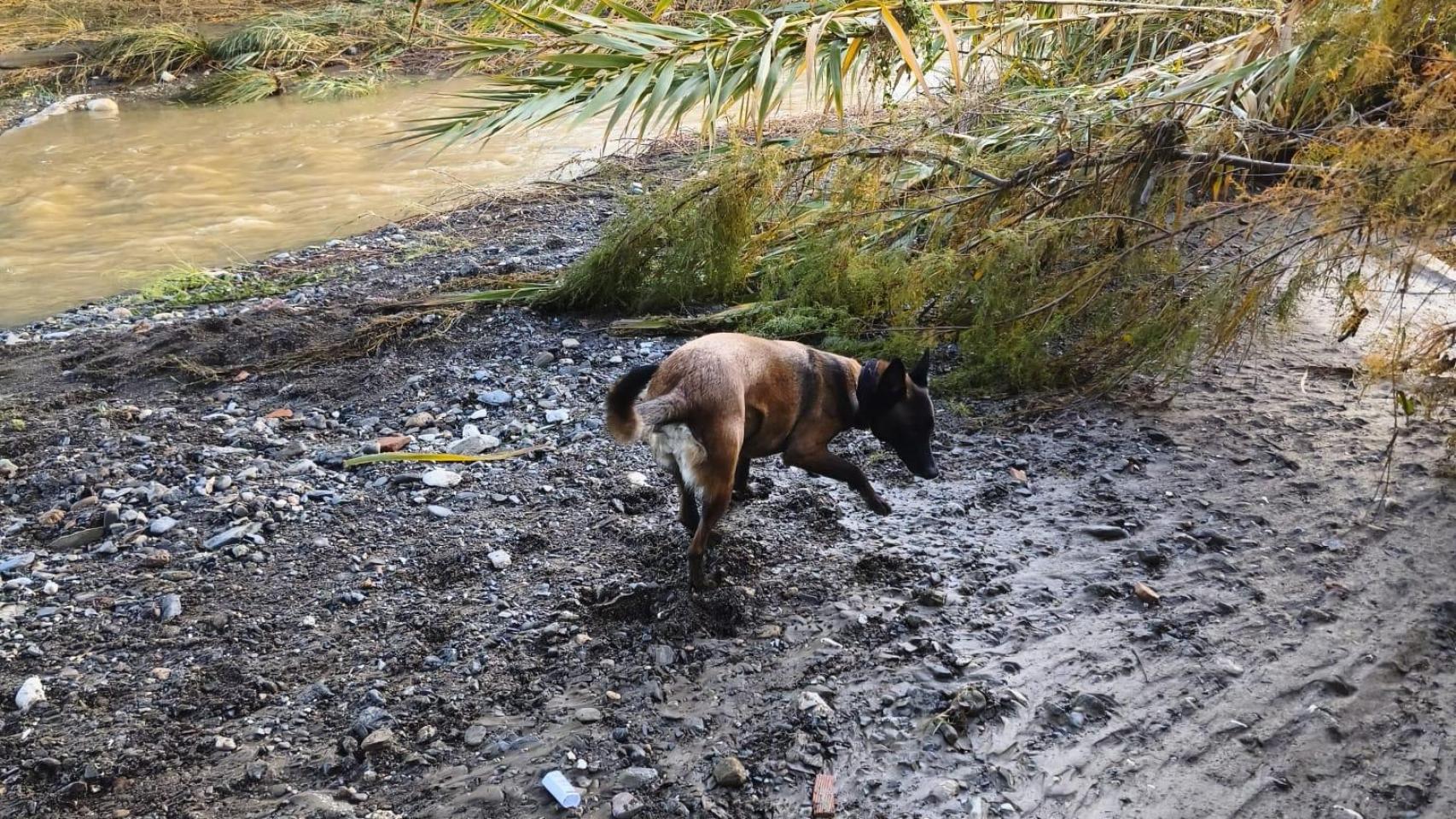 Un perro en la zona de búsqueda.