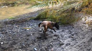 Un perro en la zona de búsqueda.