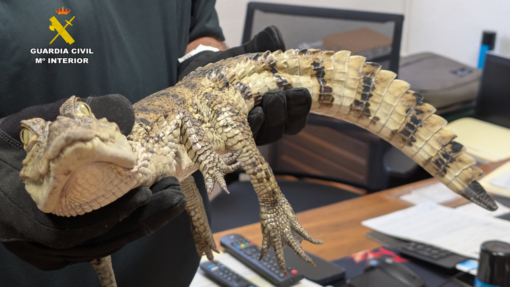 El caimán capturado en el pantano de Almansa.