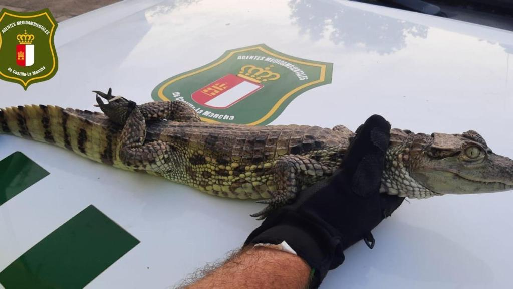 Otra imagen del caimán.