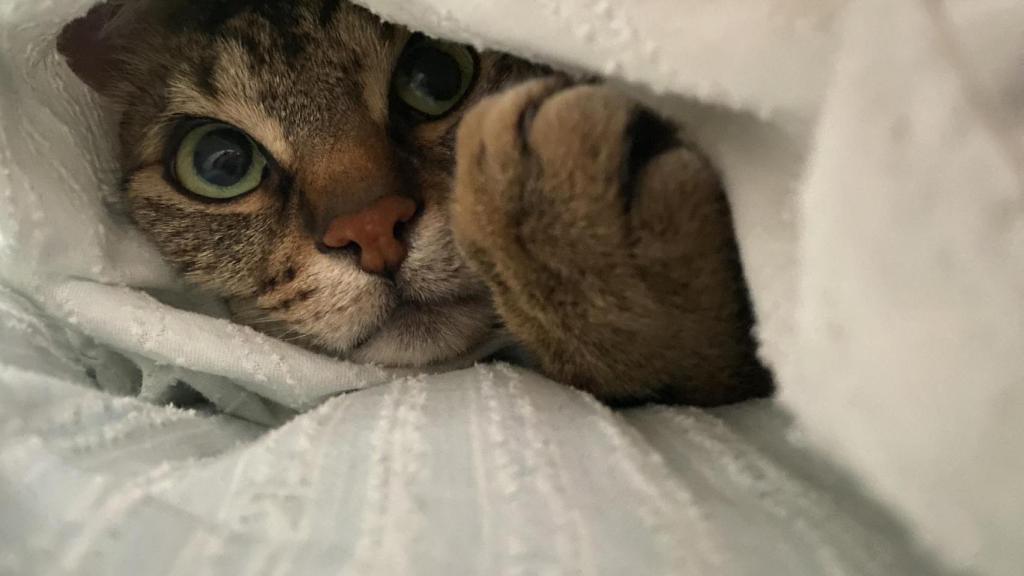 Un gato escondido entre las mantas.