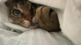 Un gato escondido entre las mantas.