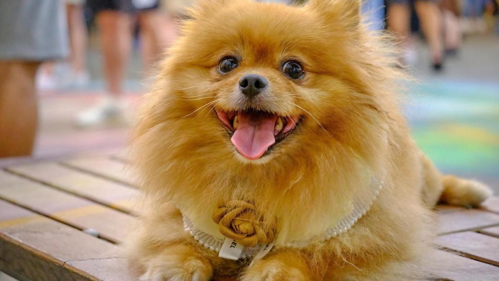 Un perro pomerania en un barco de madera.