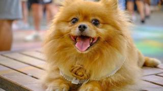 Un perro pomerania en un barco de madera.