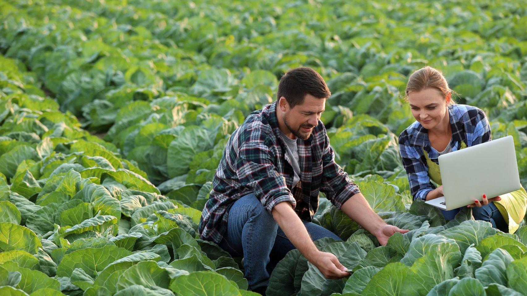 La operación se suma, además, a la colaboración de Widhoc con GranIOT, compañía especializada en teledetección aplicada a la agricultura, en la que la 'agrotech' murciana ya ha invertido y con la que mantiene una estrecha relación.