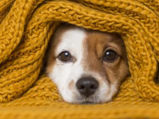 Un perro entre mantas.