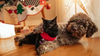 Un perro y un gato debajo del árbol de Navidad.