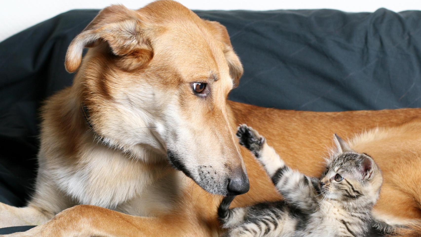 Un perro y un gato jugando en un sofá.