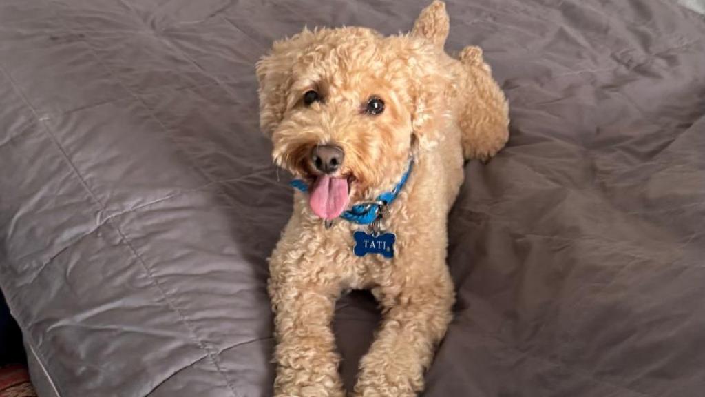 Un perro de agua encima de una cama.