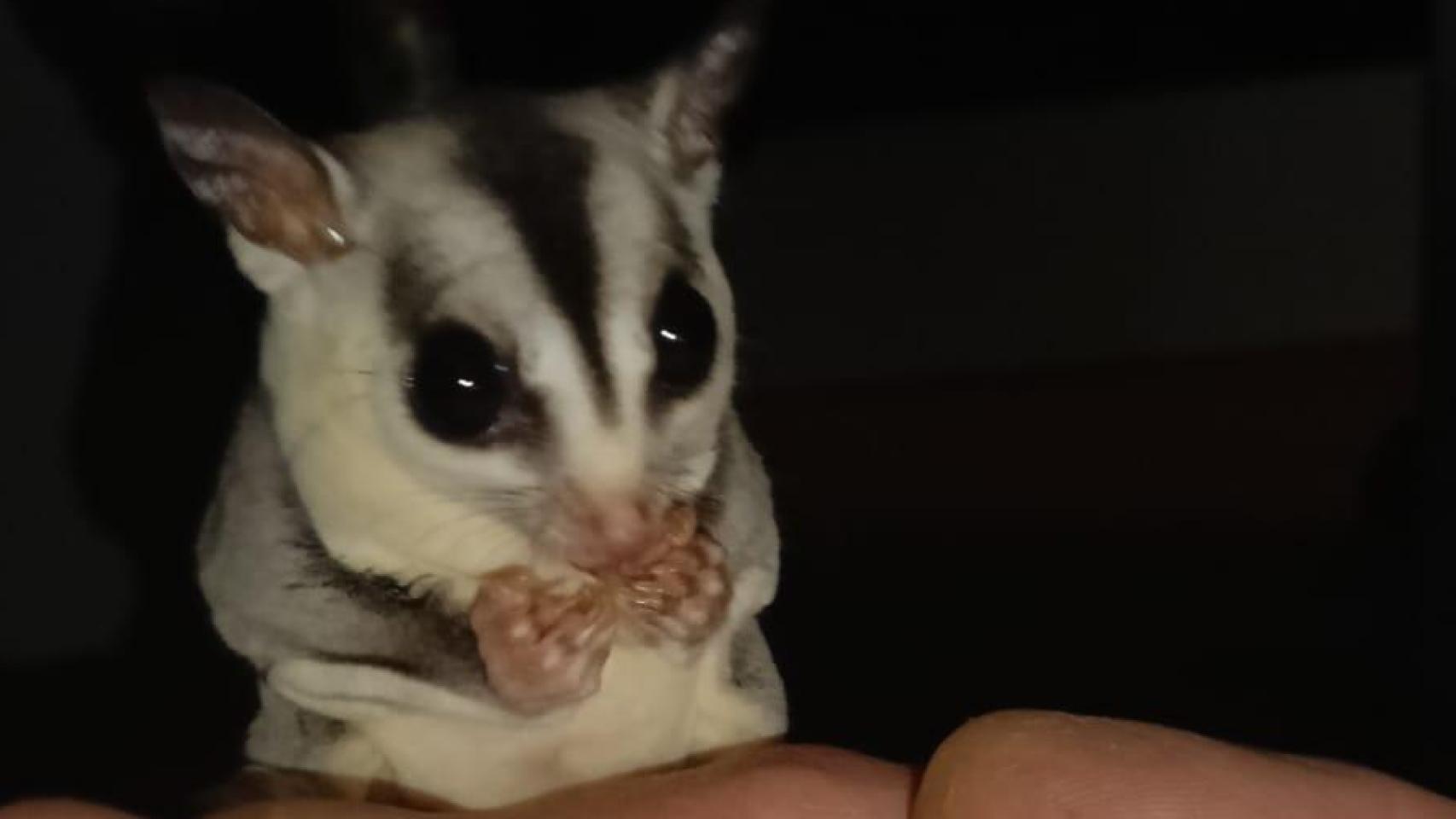 Nia, recién rescatada.