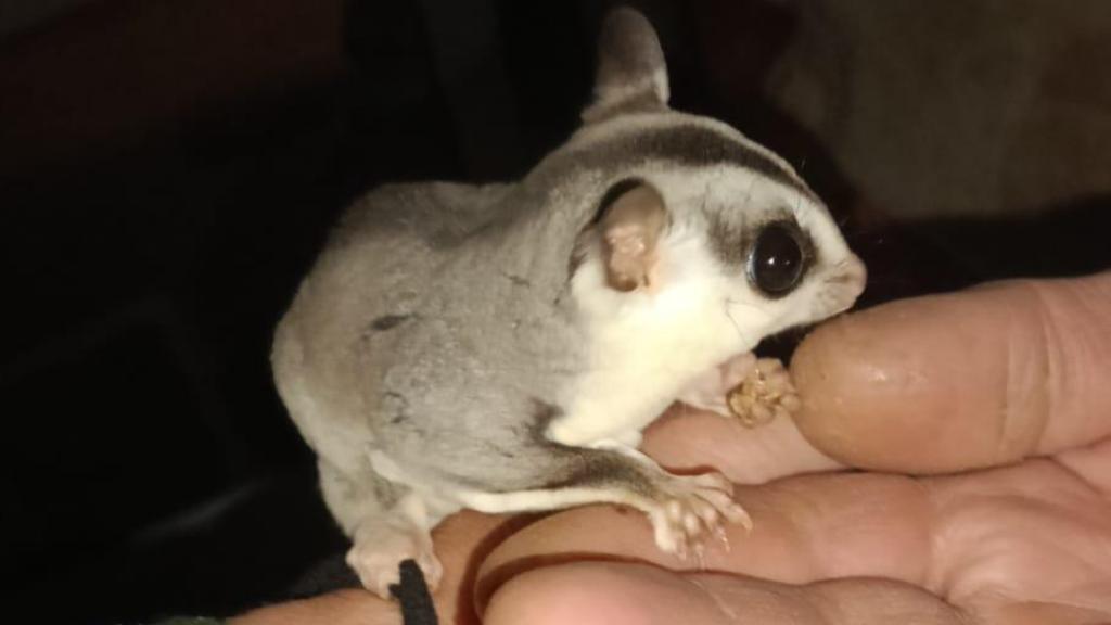 Nia, recién rescatada.