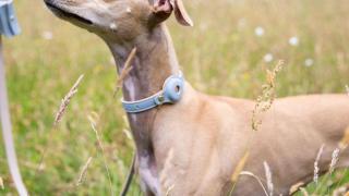Un perro con un collar de Nina Woof.