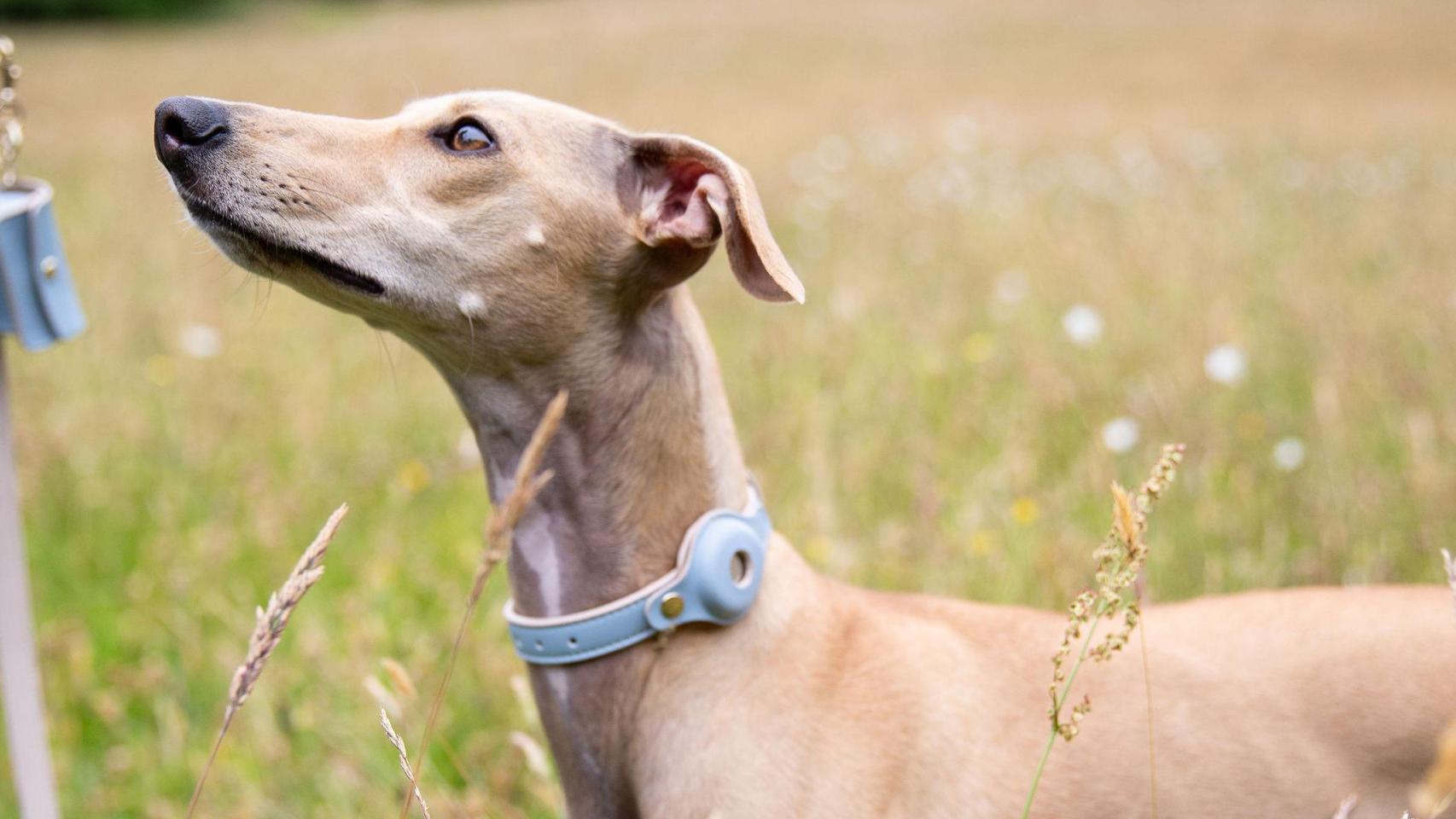 Un perro con un collar de Nina Woof.