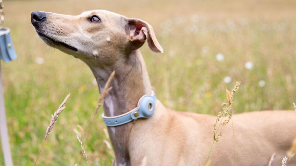 Un perro con un collar de Nina Woof.