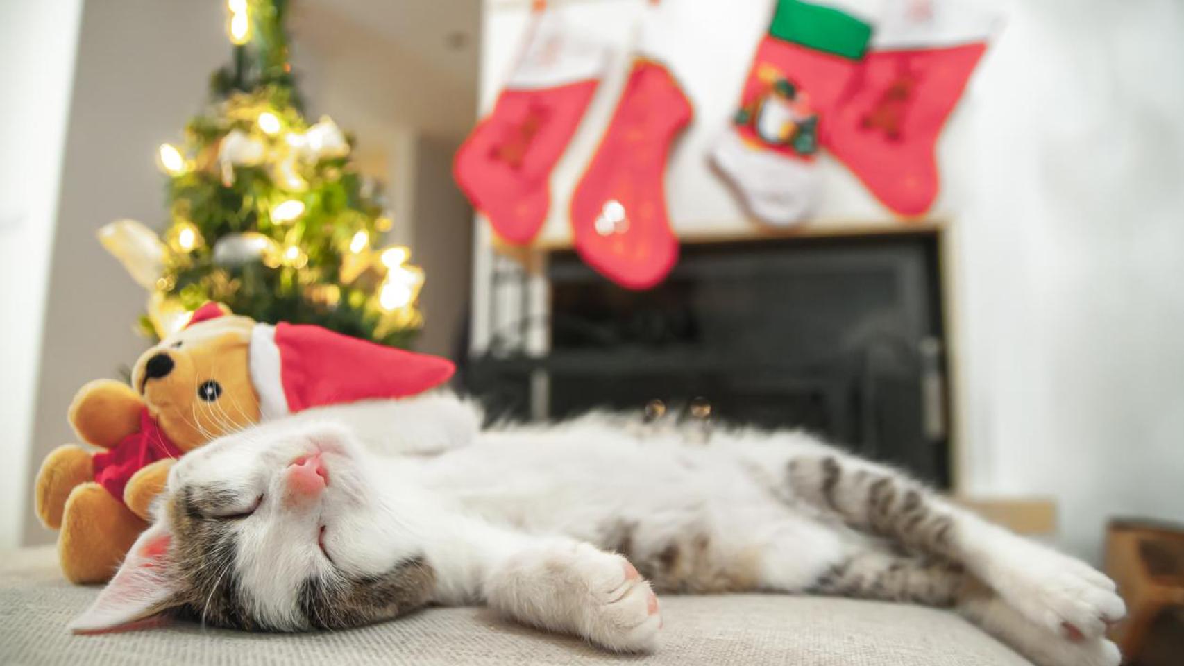 Un gato descansando.